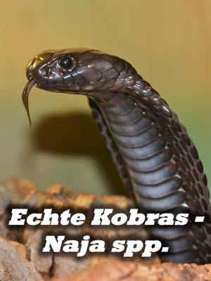 Echte Kobras - Naja spp.