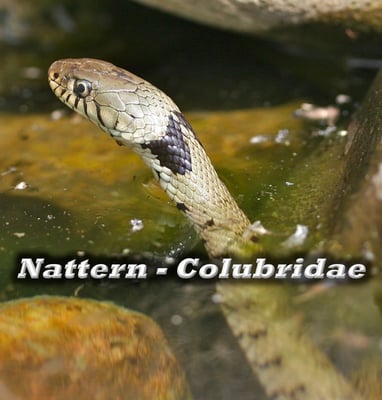 Nattern - Colubridae