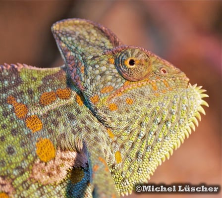 Chamaeleo calyptratus  0.1