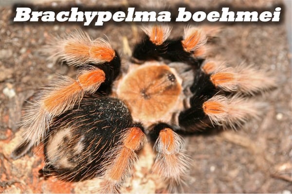 Brachypelma boehmei