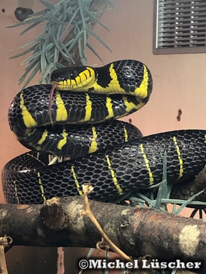 Boiga dendrophila melanota  0.1