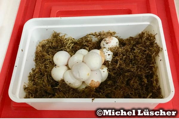 Das Gelege einer Cerastes cerastes cerastes - Hornviper