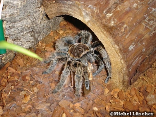 Grammostola rosea  0.1