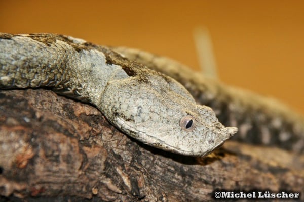Vipera ammodytes  0.1