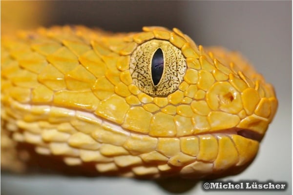 Atheris squamigera  1.0