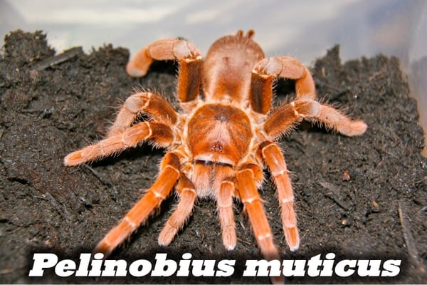 Pelinobius muticus