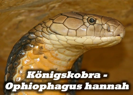 Königskobra - Ophiophagus hannah