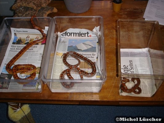 Pantherophis guttatus