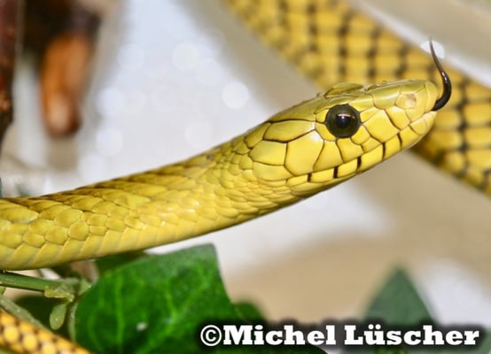 Dendroaspis viridis  1.0