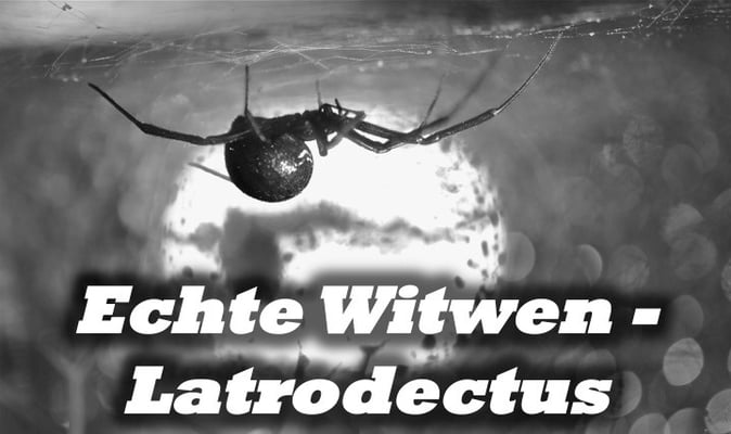 Echte Witwen - Latrodectus
