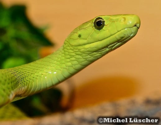 Dendroaspis angusticeps  1.0