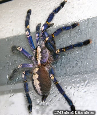 Poecilotheria metallica  0.1