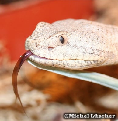 Crotalus lepidus lepidus  1.0