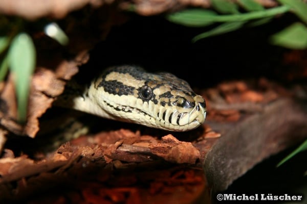 Morelia spilota crossing  0.1