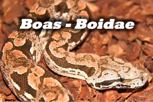 Boas - Boidae
