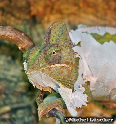 Chamaeleo calyptratus  0.1 in der Häutung.