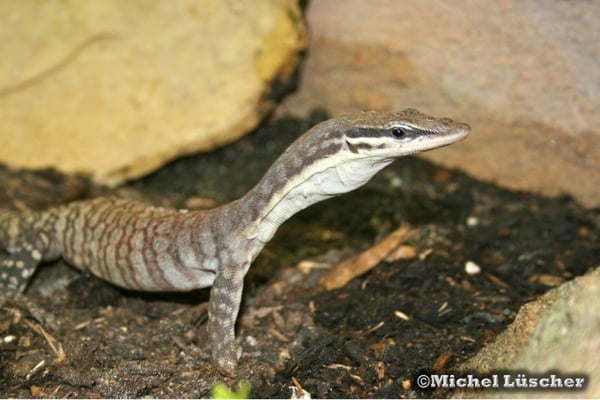 Varanus glauerti  1.0