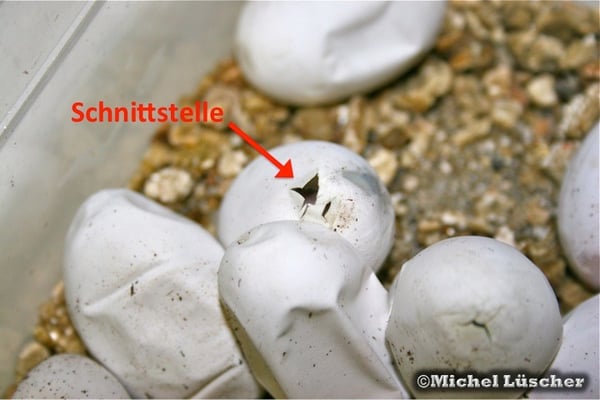 Schlupf - Naja siamensis