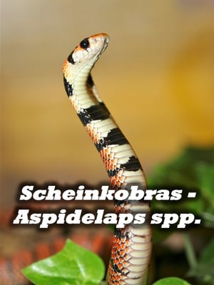 Scheinkobras - Aspidelaps spp.