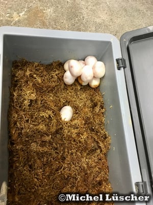 Das Gelege einer Cerastes cerastes cerastes - Hornviper