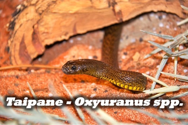 Taipane - Oxyuranus spp.