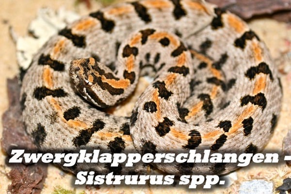 Zwergklapperschlangen - Sistrurus spp.