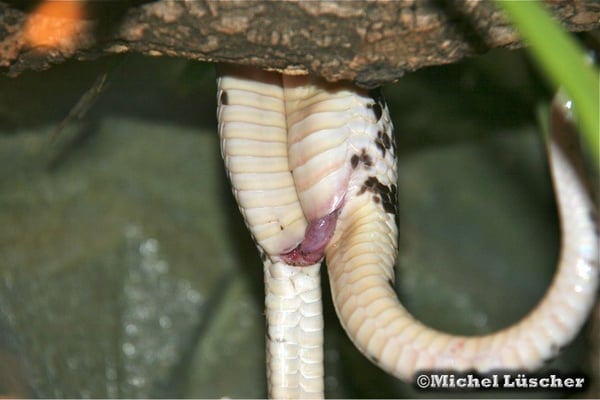 Naja siamensis  1.1 bei der Paarung.