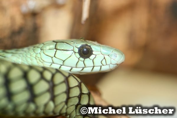 Dendroaspis viridis  0.1