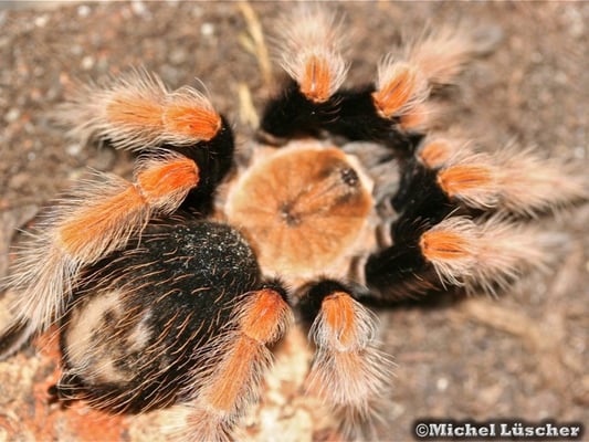 Brachypelma boehmei  1.0