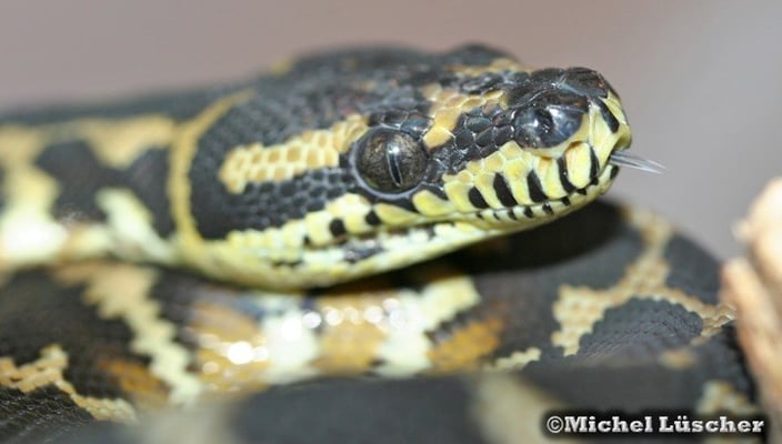 Morelia spilota harrisoni  0.1