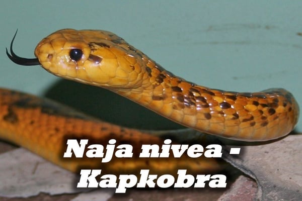 Naja nivea - Kapkobra