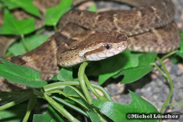 Bothrops atrox  0.1