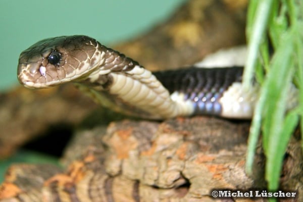 Naja siamensis  1.0