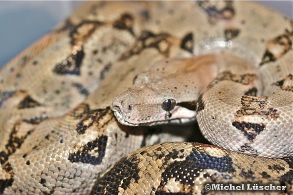Boa constrictor imperator  0.1