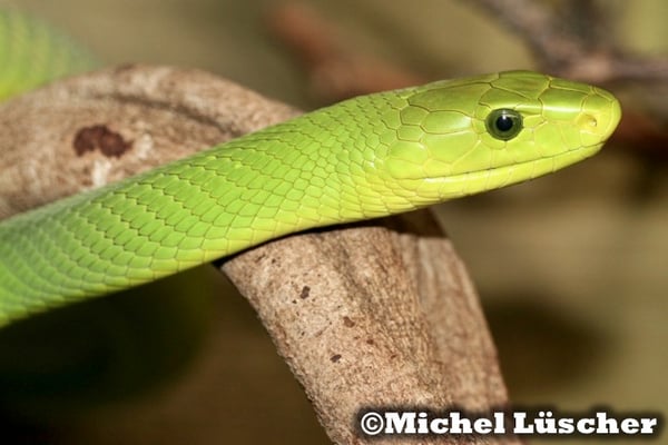 Dendroaspis angusticeps  0.1