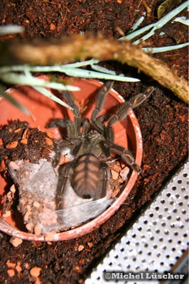 Psalmopoeus irminia  0.1