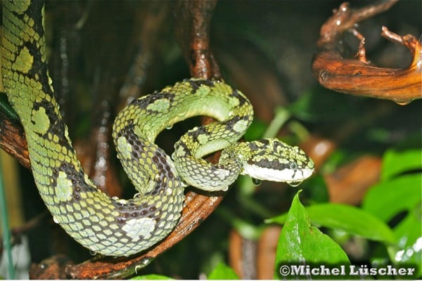 Trimeresurus trigonocephalus  0.1