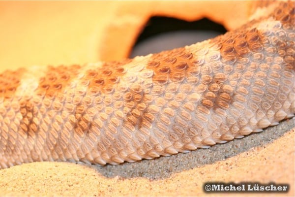 Cerastes cerastes cerastes