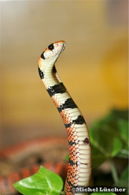 Aspidelaps lubricus lubricus  0.1