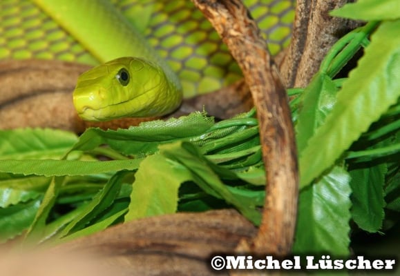 Dendroaspis angusticeps  1.0