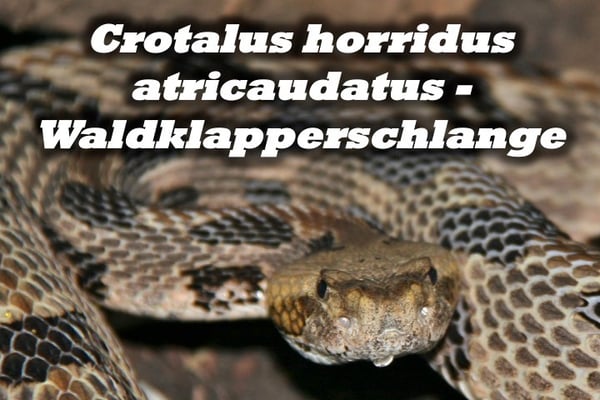 Crotalus horridus atricaudatus - Waldklapperschlange