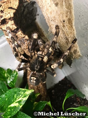 Poecilotheria subfusca  0.1