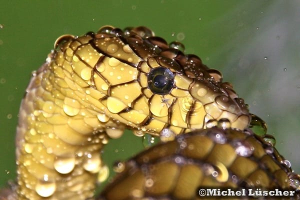 Dendroaspis viridis  1.0