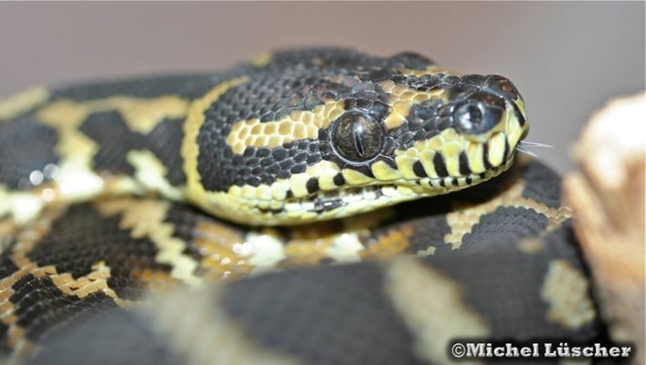 Morelia spilota harrisoni  0.1