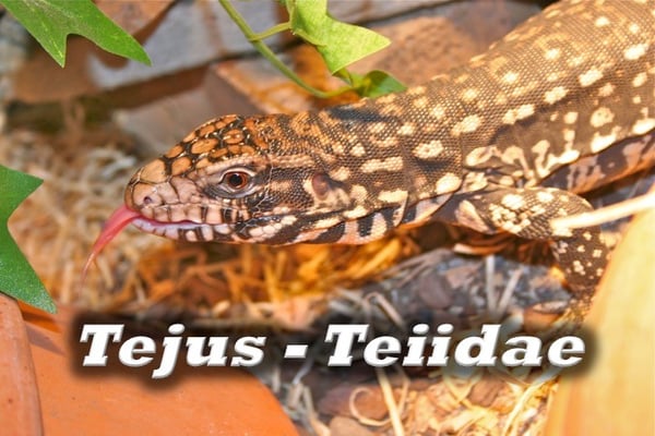 Tejus - Teiidae