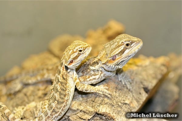 Pogona vitticeps