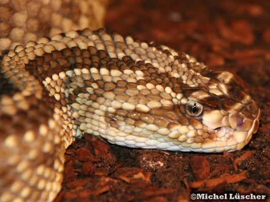Crotalus durissus durissus  0.1