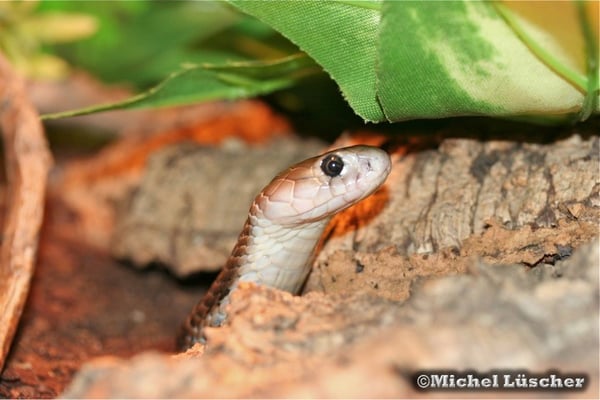 Naja atra formosa  0.1