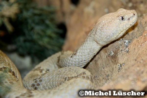 Crotalus lepidus lepidus  0.1