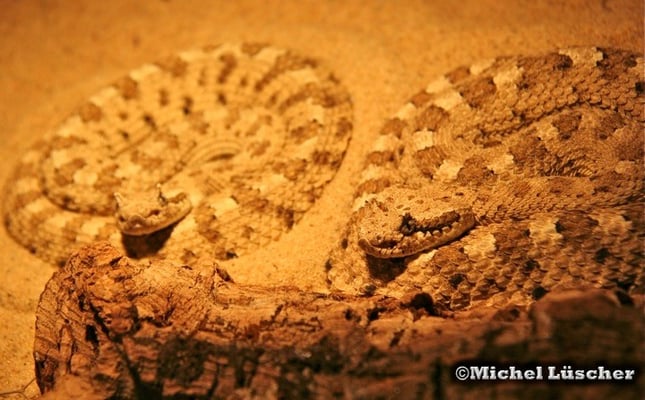 Crotalus cerastes cercobombus  1.1